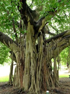 tree banyan australia trees ficus brisbane gardens fig perfect google visit result